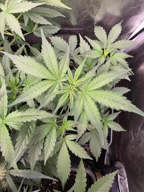 Bruce Banner Auto. Week 6