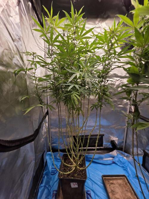 Blue zushi. Week 18