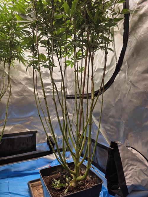 Blue zushi. Week 18