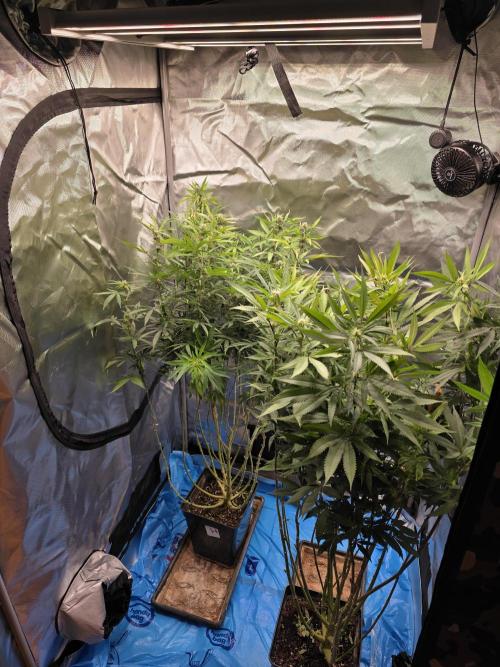 Blue zushi. Week 18