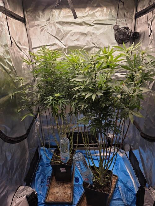 Blue Zushi. Week 18
