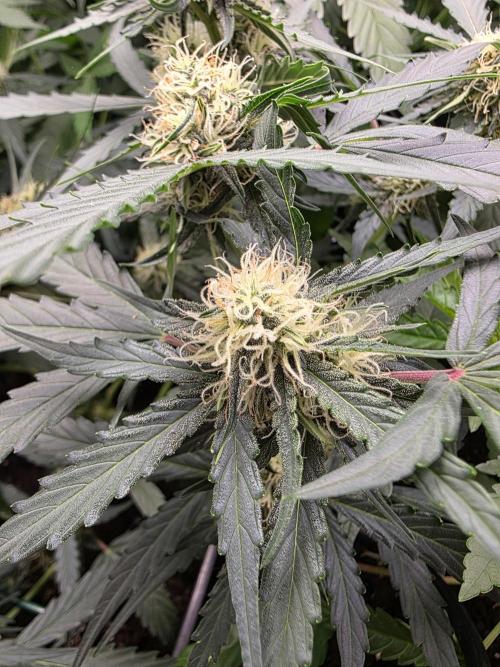 [2nd run] Green Crack Automatic. Week 9