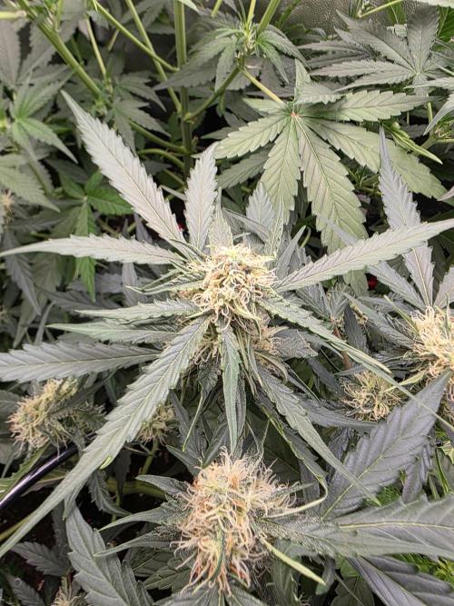 [2nd run] Green Crack Automatic. Week 9