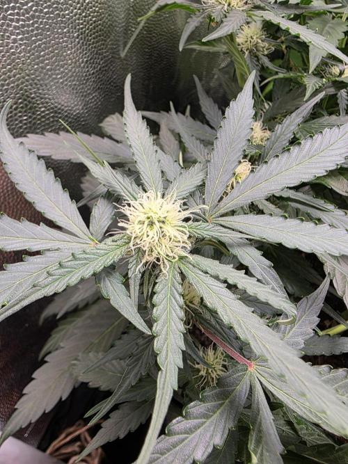 [2nd run] Green Crack Automatic. Week 9