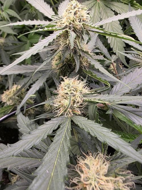 [2nd run] Green Crack Automatic. Week 9