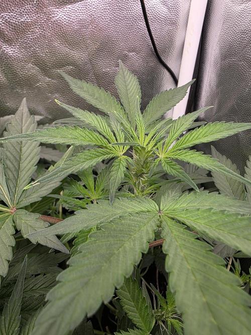Bruce Banner Auto. Week 7