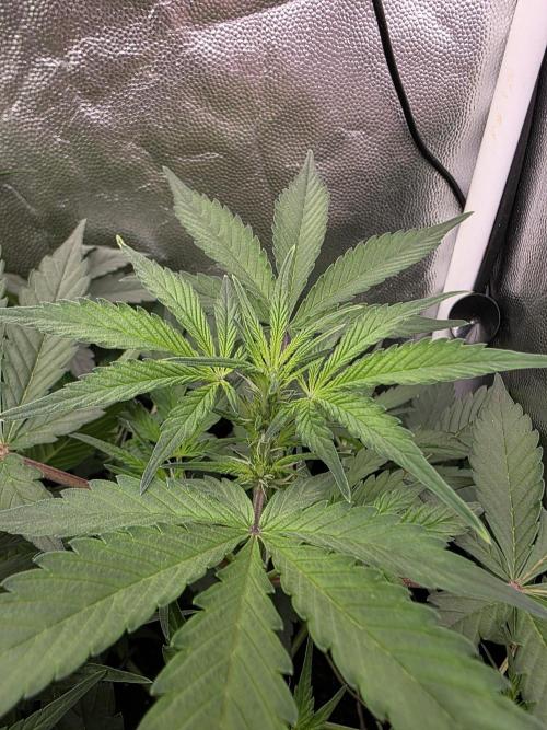 Bruce Banner Auto. Week 7