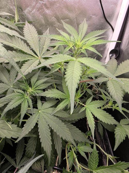 Bruce Banner Auto. Week 7
