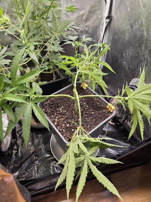 Gelonade. Week 6