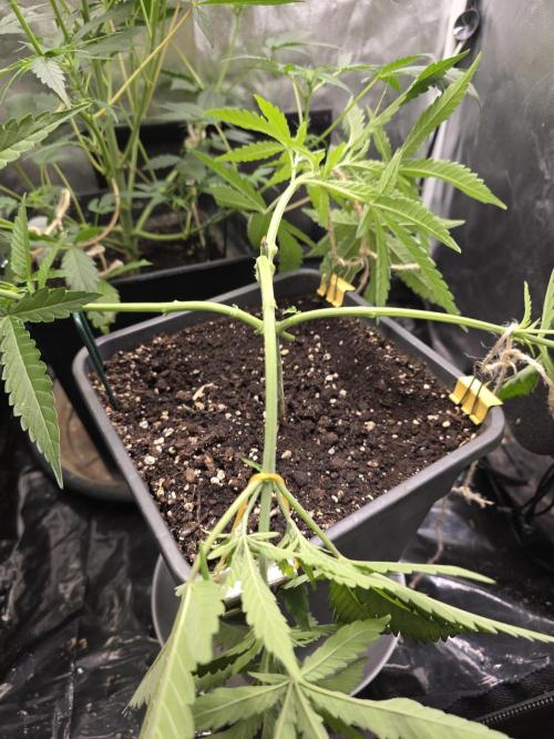Gelonade. Week 6
