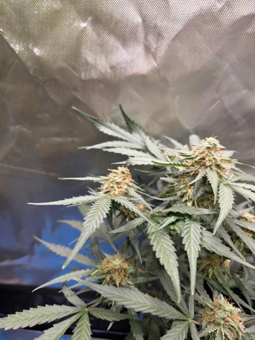 [2nd run] Green Crack Automatic. Week 10