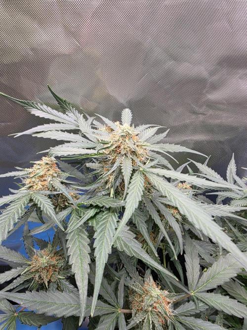 [2nd run] Green Crack Automatic. Week 10