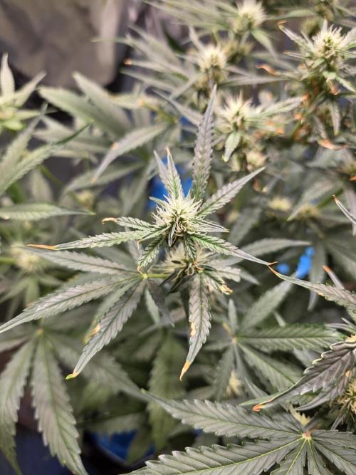 [2nd run] Green Crack Automatic. Week 10