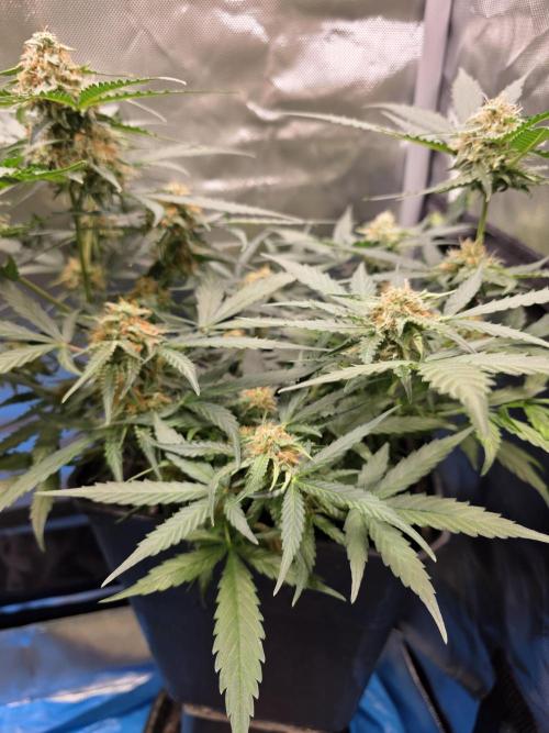 [2nd run] Green Crack Automatic. Week 10