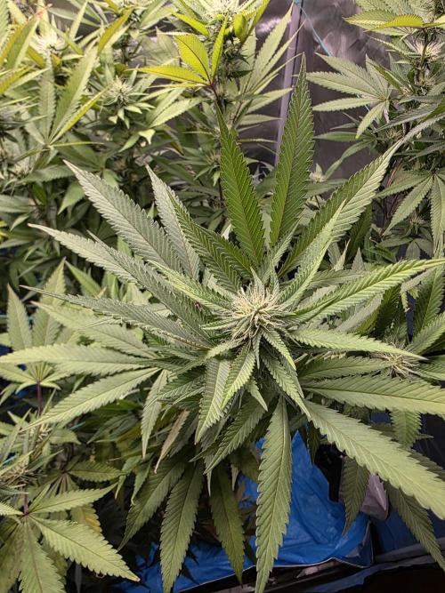Blue zushi. Week 19