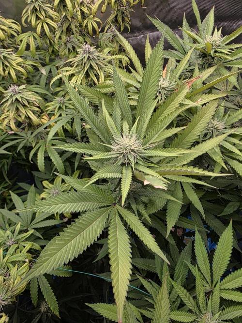 Blue zushi. Week 19