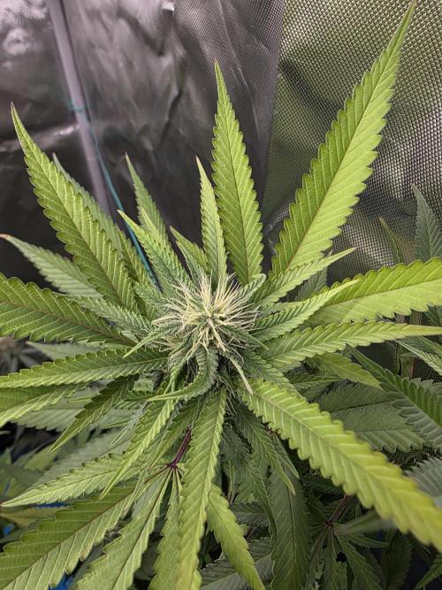 Blue zushi. Week 19