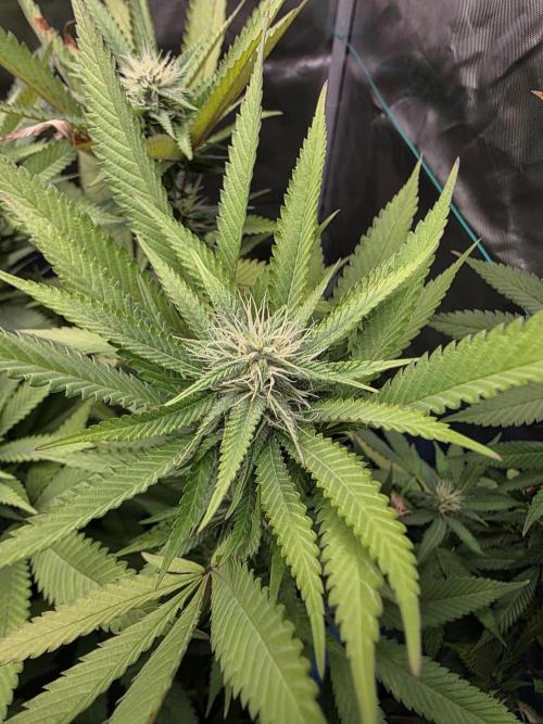 Blue zushi. Week 19