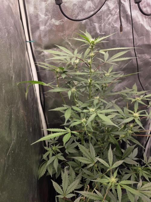 Bruce Banner Auto. Week 8
