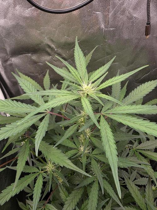 Bruce Banner Auto. Week 8