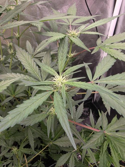 Bruce Banner Auto. Week 8