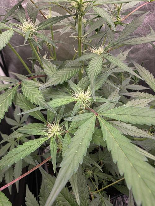Bruce Banner Auto. Week 8