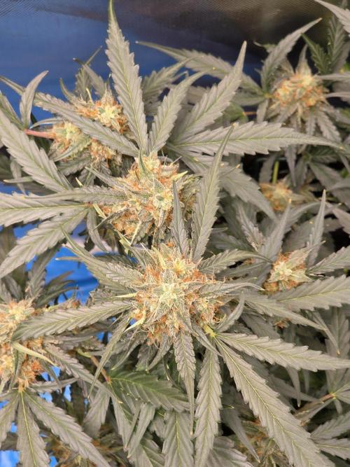 [2nd run] Green Crack Automatic. Week 11