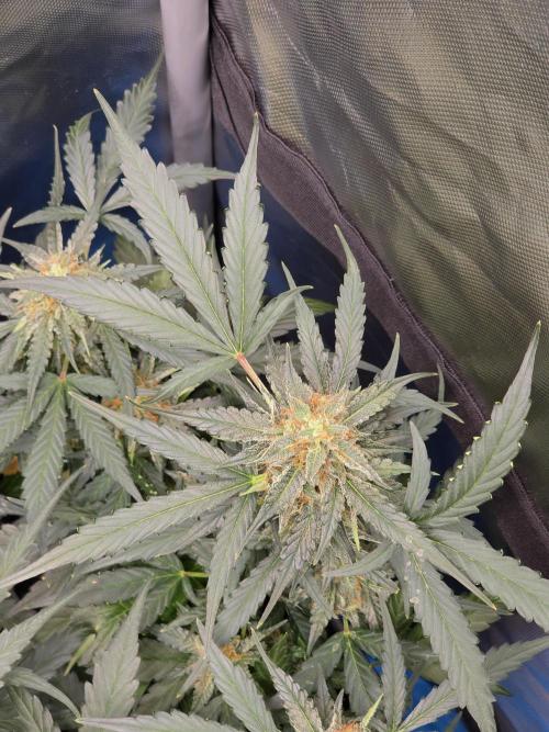 [2nd run] Green Crack Automatic. Week 11