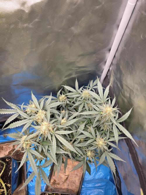 [2nd run] Green Crack Automatic. Week 11