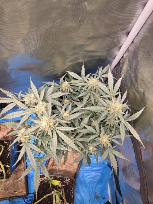 [2nd run] Green Crack Automatic. Week 11