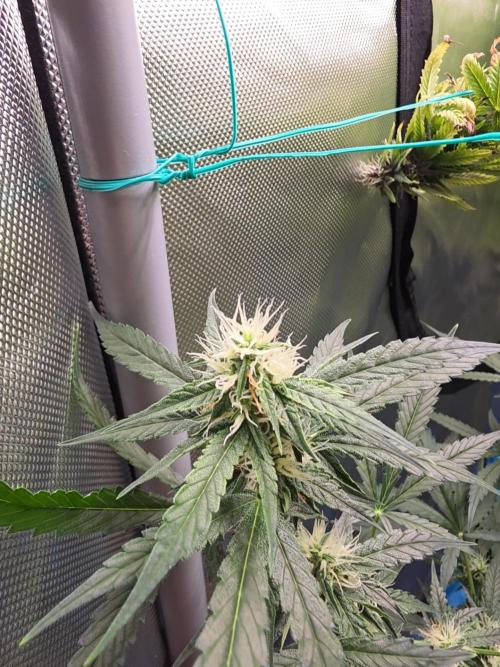 Blue zushi. Week 20
