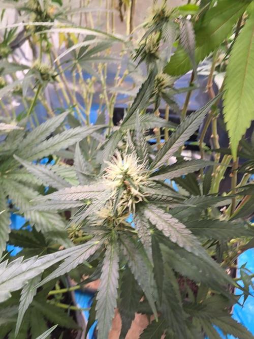 Blue zushi. Week 20