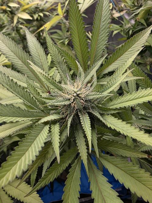 Blue zushi. Week 20