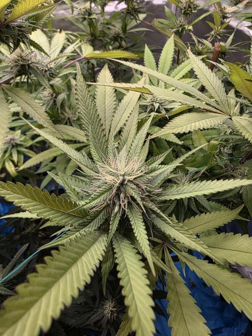 Blue zushi. Week 20