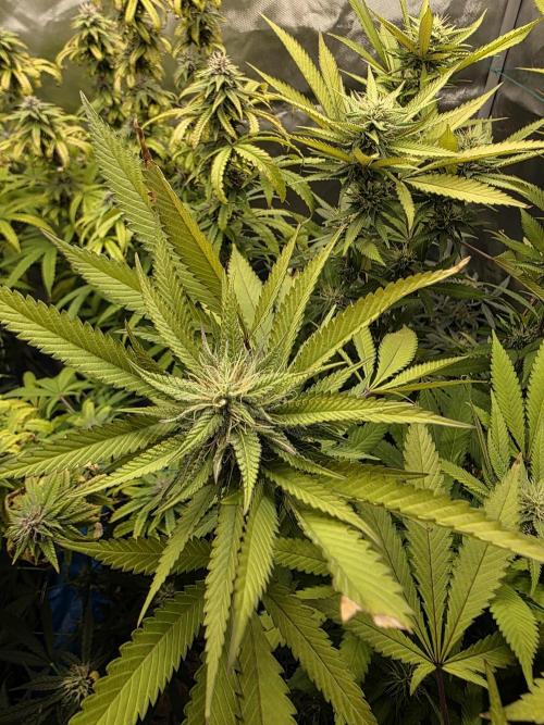 Blue Zushi. Week 20