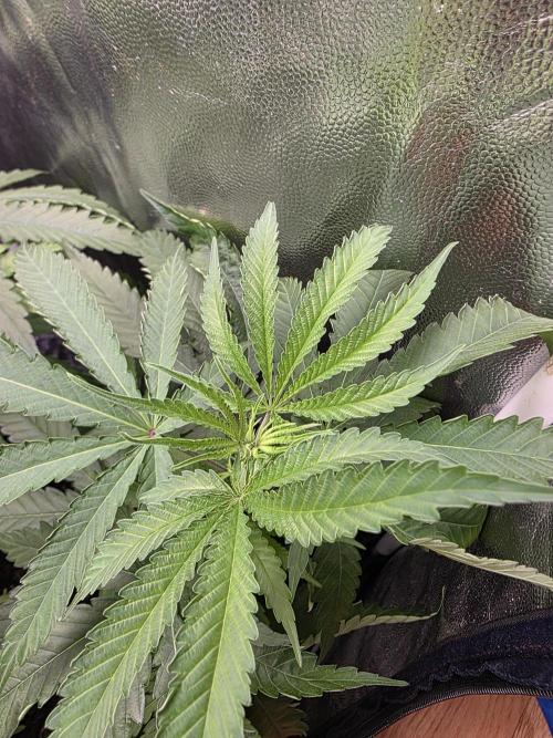 Gelonade. Week 7
