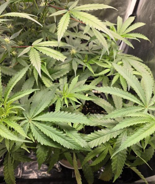 Gelonade. Week 7