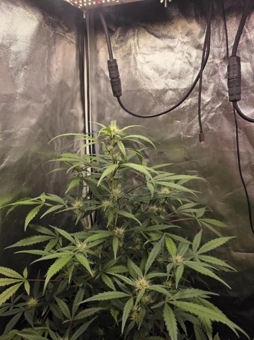 Bruce Banner Auto. Week 9