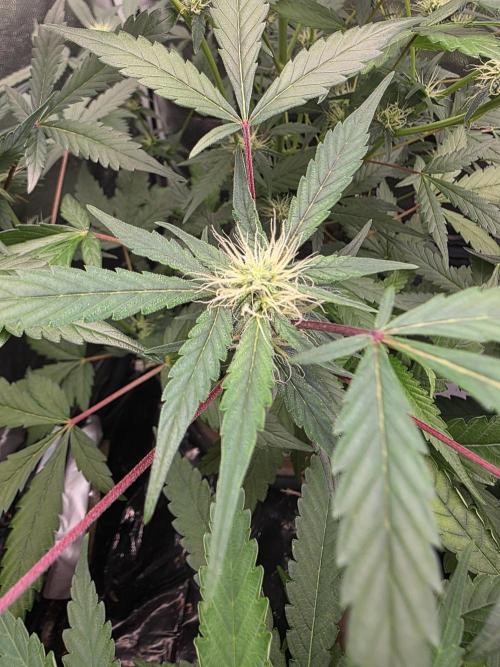 Bruce Banner Auto. Week 9
