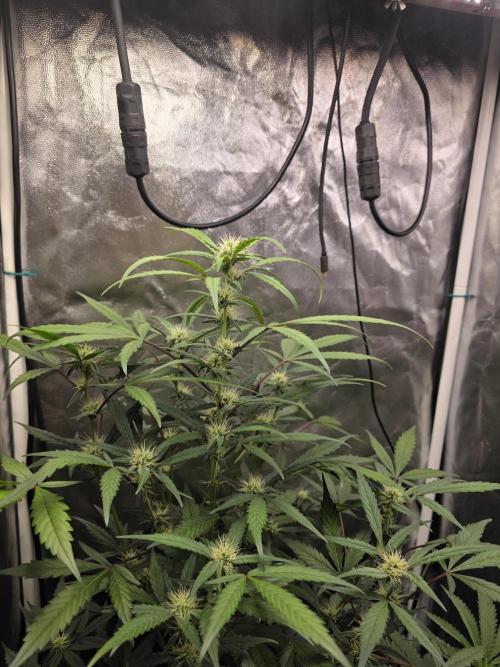 Bruce Banner Auto. Week 9