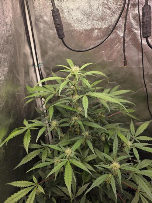 Bruce Banner Auto. Week 9