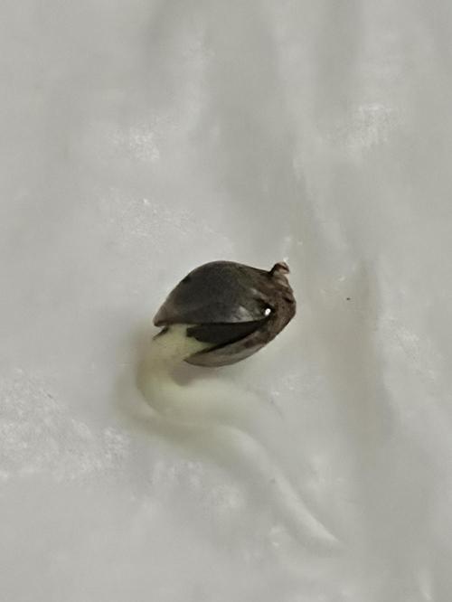 [2nd Run] Sweet Cheese Auto. Week 0