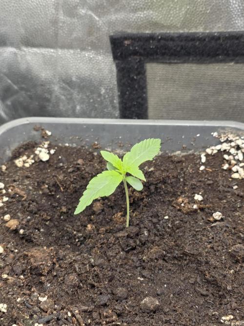 Sweet Cheese Auto®. Week 1