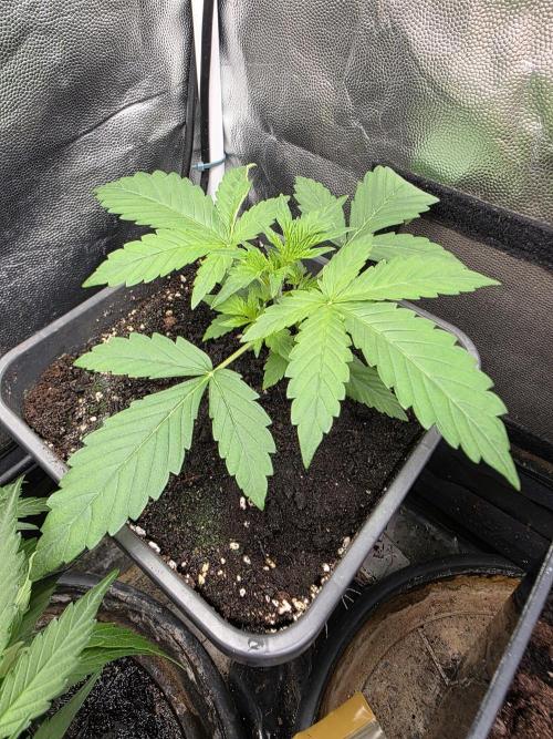 Sweet Cheese Auto®. Week 2