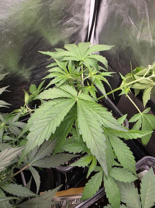 Sweet Cheese Auto®. Week 4