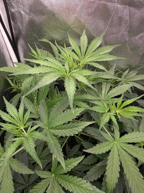 Sweet Cheese Auto®. Week 5