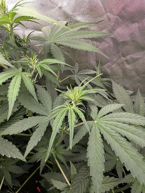 [2nd Run] Sweet Cheese Auto. Week 6