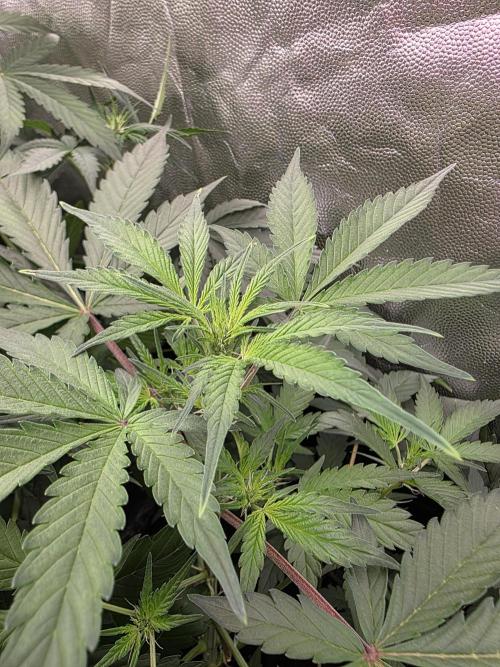 [2nd Run] Sweet Cheese Auto. Week 6