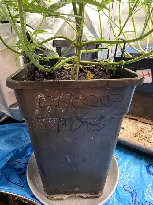 [2nd Run] Sweet Cheese Auto. Week 7