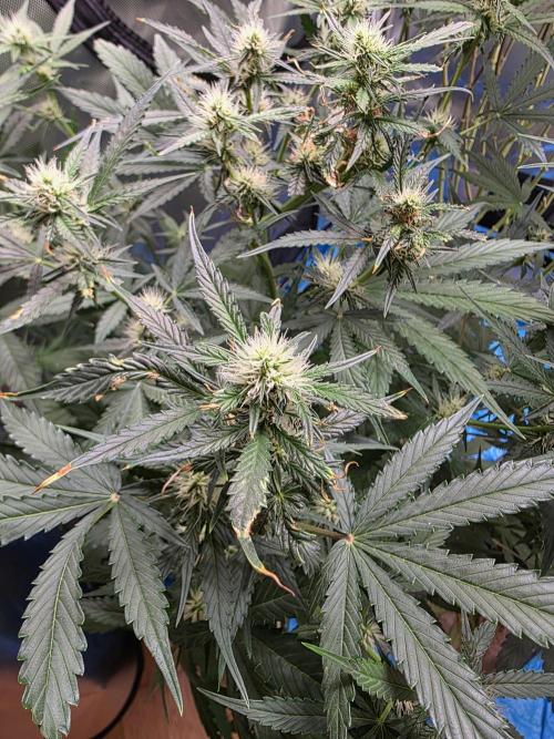 [2nd Run] Sweet Cheese Auto. Week 7